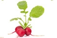 Food Highlight: Radishes